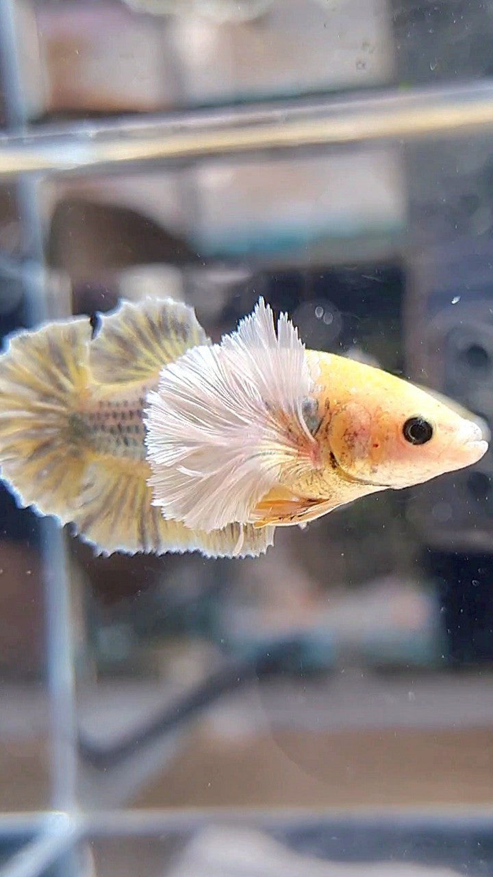 FEMALE PLAKAT SUPER DUMBO EAR YELLOW COPPER GRIZZLE BETTA FISH