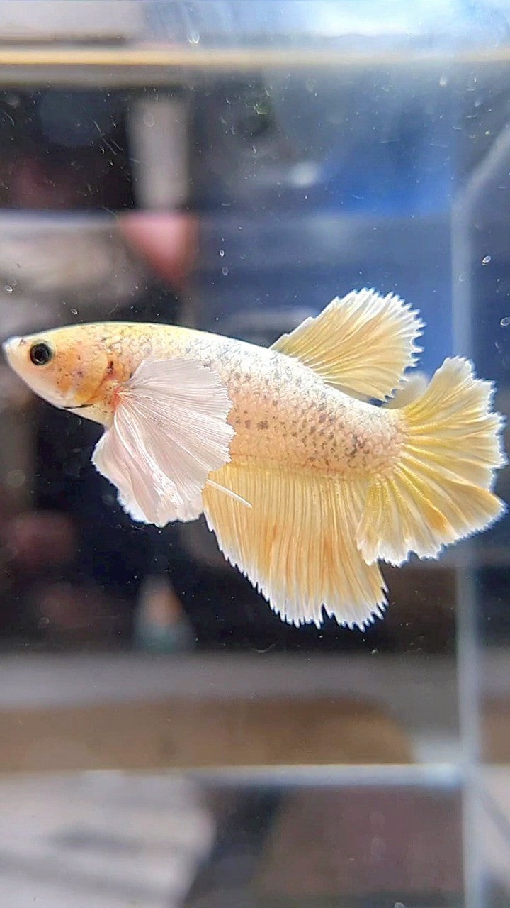 FEMALE HALFMOON SUPER DUMBO EAR ROSETAIL GOLD BETTA FISH