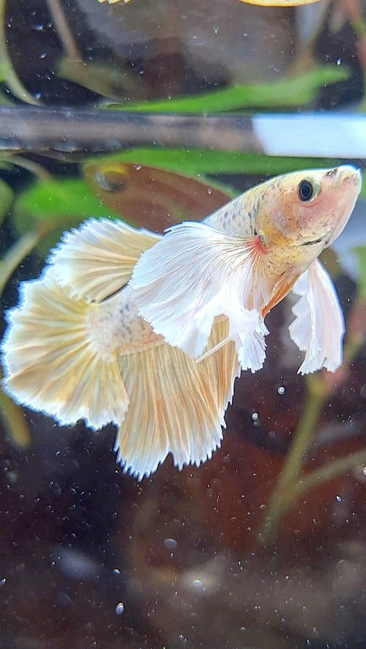 FEMALE HALFMOON SUPER DUMBO EAR ROSETAIL GOLD BETTA FISH