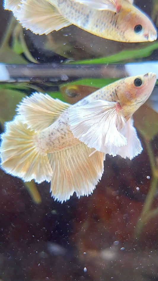 FEMALE HALFMOON SUPER DUMBO EAR ROSETAIL GOLD BETTA FISH