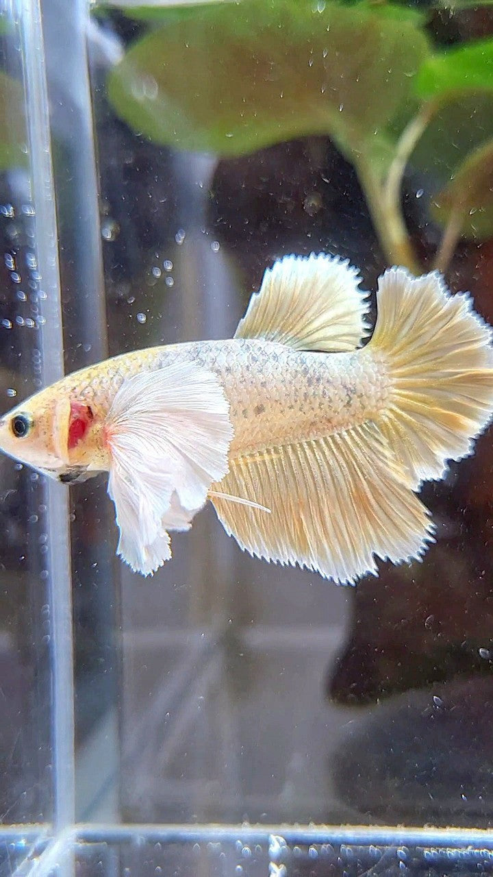 FEMALE HALFMOON SUPER DUMBO EAR ROSETAIL GOLD BETTA FISH