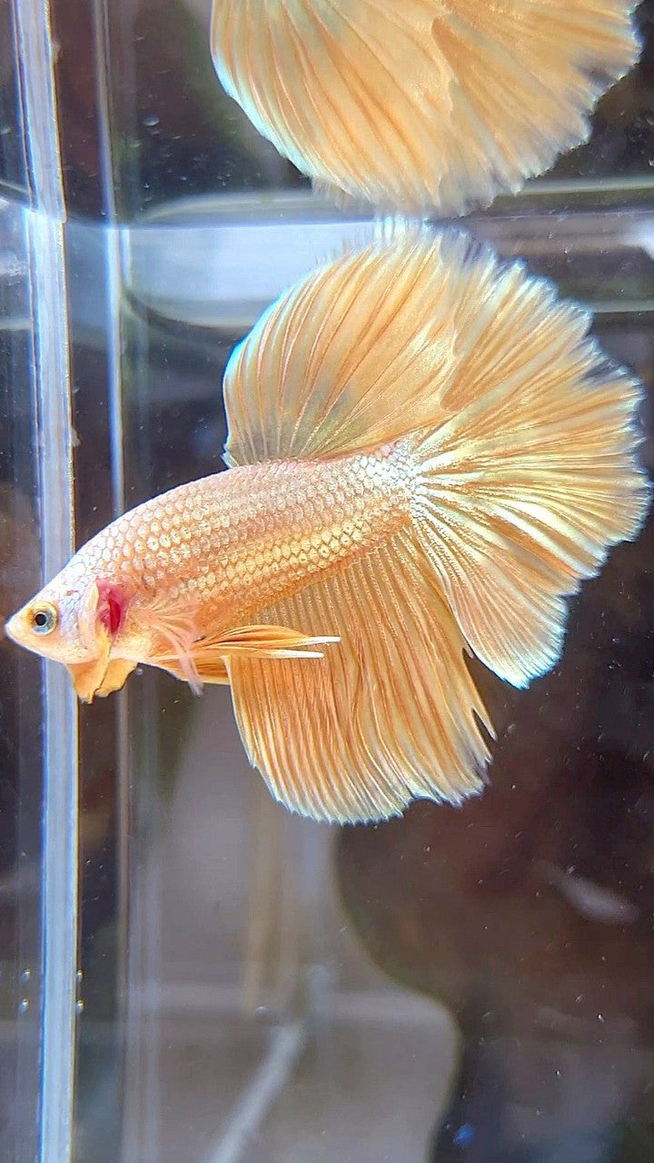 HALFMOON ROSETAIL SUPER GOLD BETTA FISH
