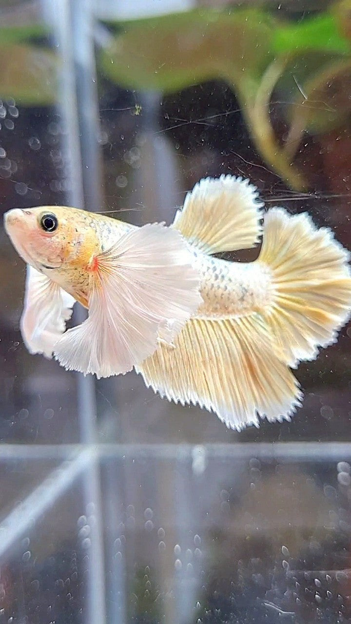 FEMALE HALFMOON SUPER DUMBO EAR ROSETAIL GOLD BETTA FISH