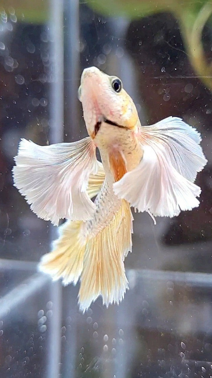 FEMALE HALFMOON SUPER DUMBO EAR ROSETAIL GOLD BETTA FISH