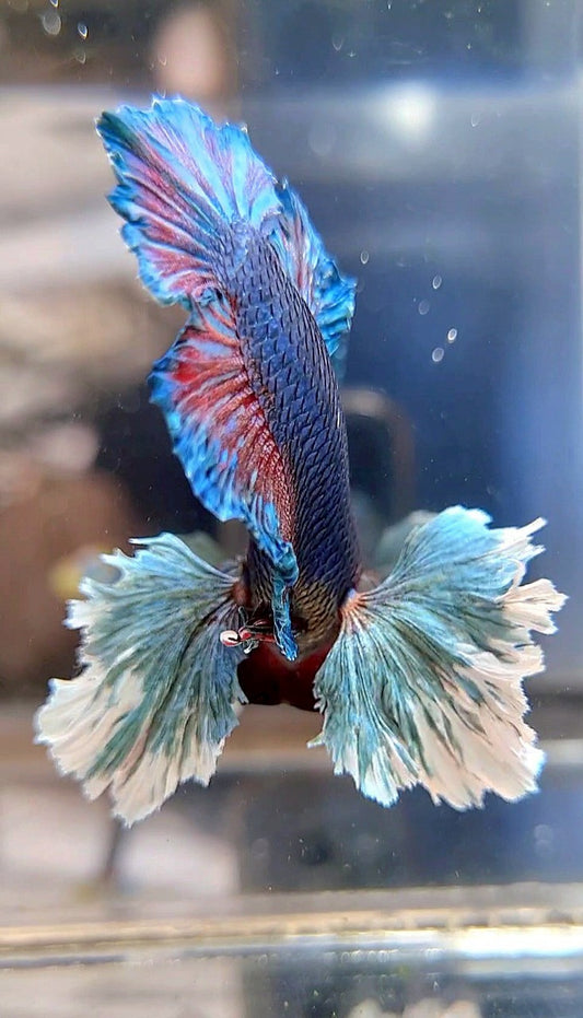 PLAKAT SUPER DUMBO EAR BLUE GREEN TURQUOISE BETTA FISH