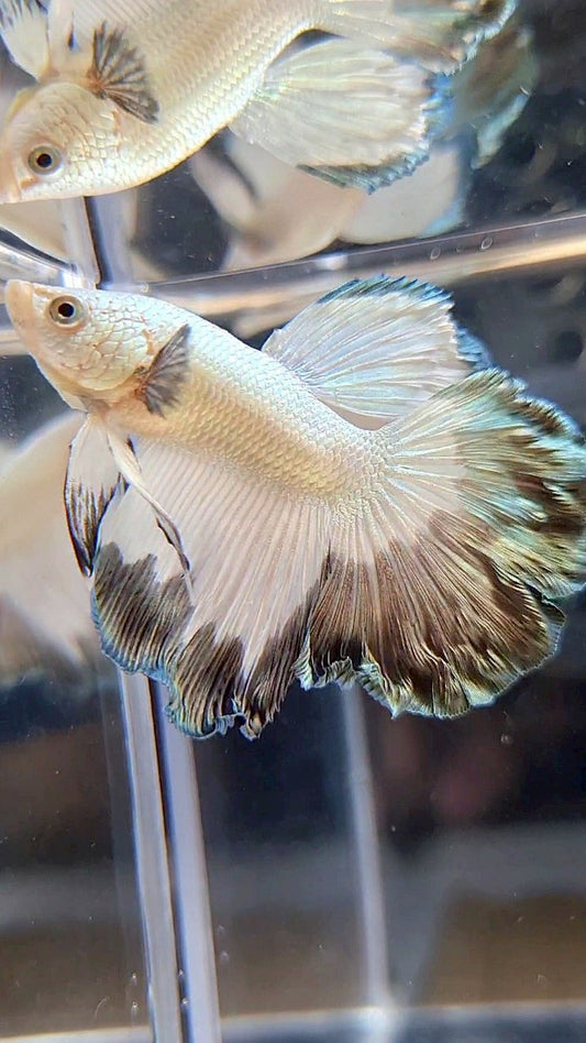 HALFMOON ROSETAIL COPPER RIM BUTTERFLY BETTA FISH