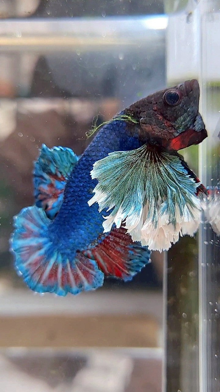 PLAKAT SUPER DUMBO EAR BLUE GREEN TURQUOISE BETTA FISH
