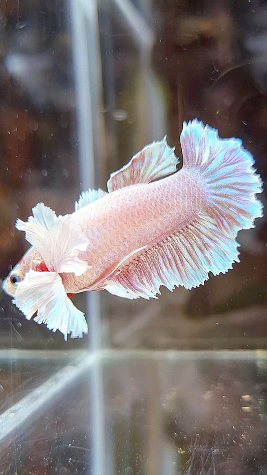 FEMALE PLAKAT DUMBO EAR WHITE LAVENDER BETTA FISH