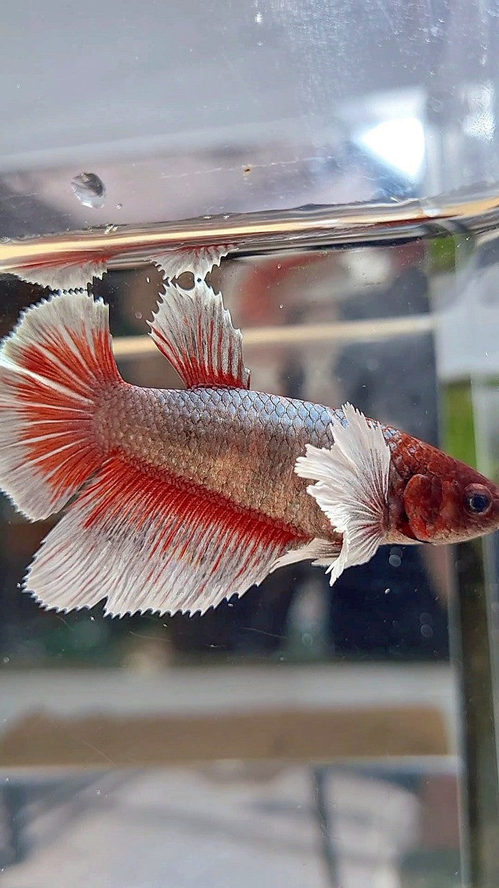 FEMALE HALFMOON DUMBO EAR COPPER RED BETTA FISH