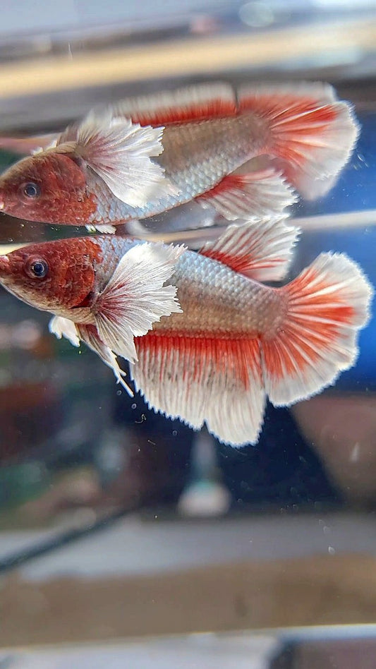 FEMALE HALFMOON DUMBO EAR COPPER RED BETTA FISH