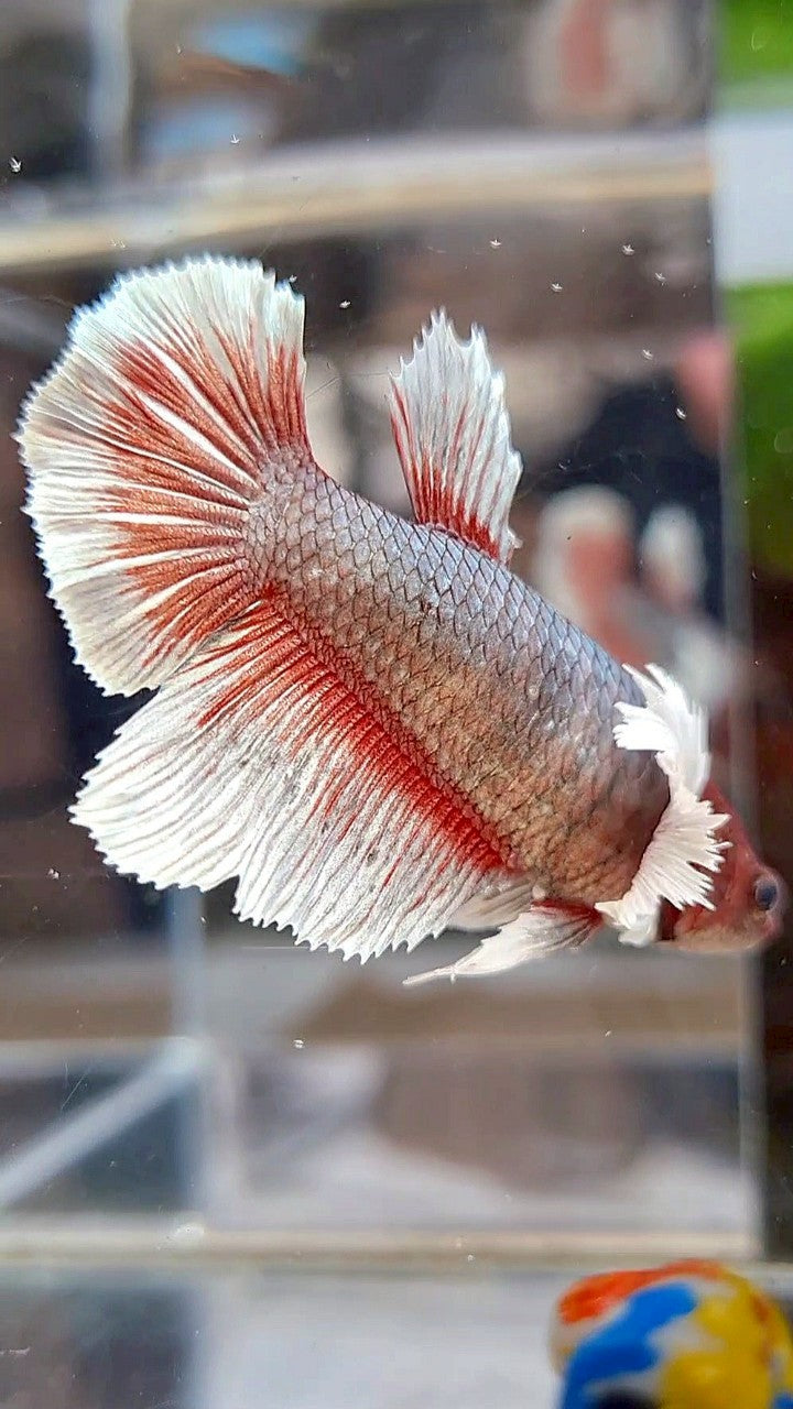 FEMALE HALFMOON DUMBO EAR COPPER RED BETTA FISH