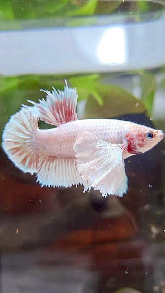 FEMALE HMPK SUPER DUMBO EAR WHITE BETTA FISH