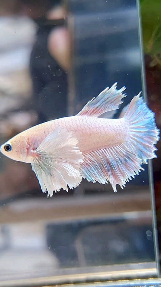 FEMALE HALFMOON SUPER DUMBO EAR WHITE GREY BETTA FISH