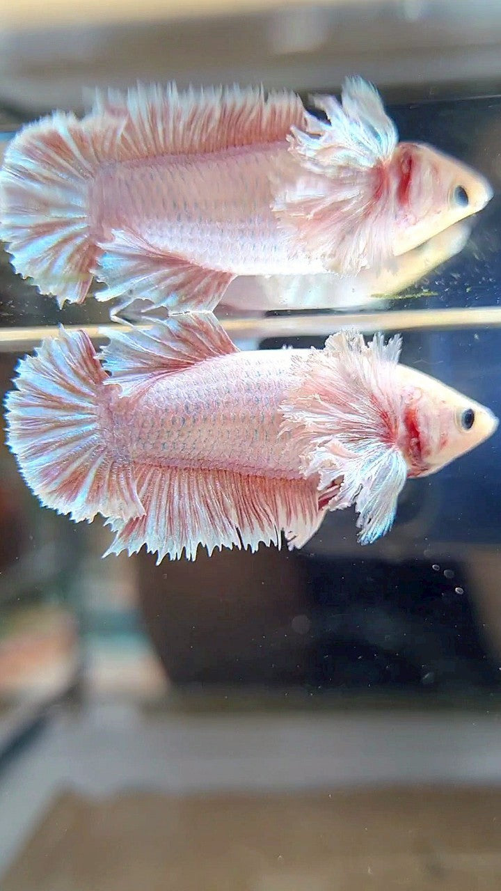 FEMALE KING PLAKAT SUPER DUMBO EAR WHITE PINK BETTA FISH (minus little warts)