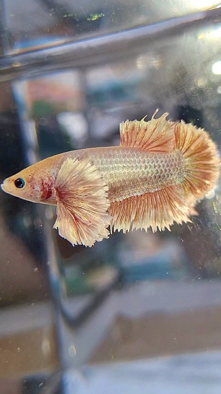 FEMALE KING PLAKAT SUPER DUMBO EAR WHITE PINK BETTA FISH (minus little warts)