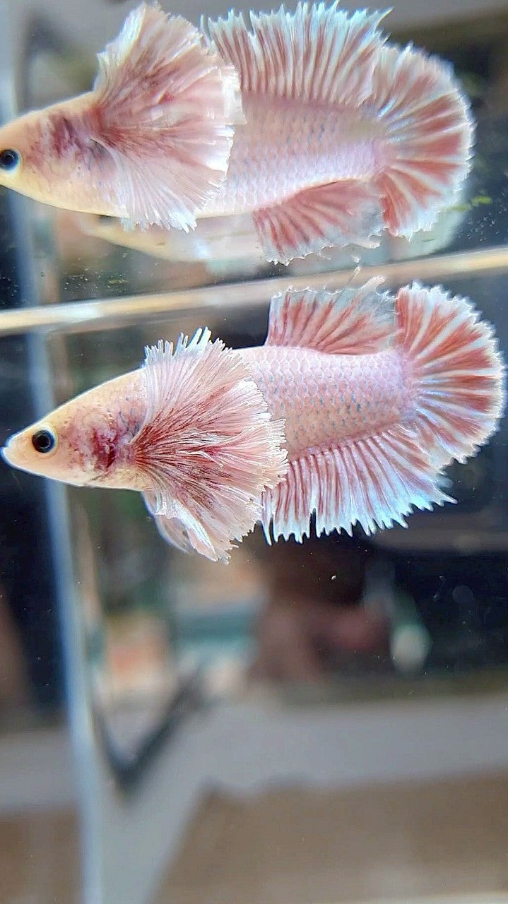 FEMALE KING PLAKAT SUPER DUMBO EAR WHITE PINK BETTA FISH (minus little warts)