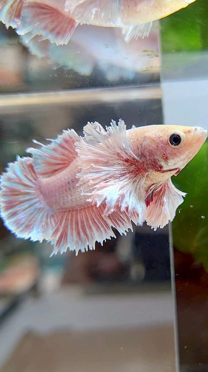 FEMALE KING PLAKAT SUPER DUMBO EAR WHITE PINK BETTA FISH (minus little warts)