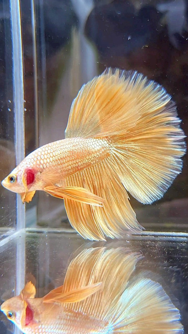HALFMOON ROSETAIL SUPER GOLD BETTA FISH