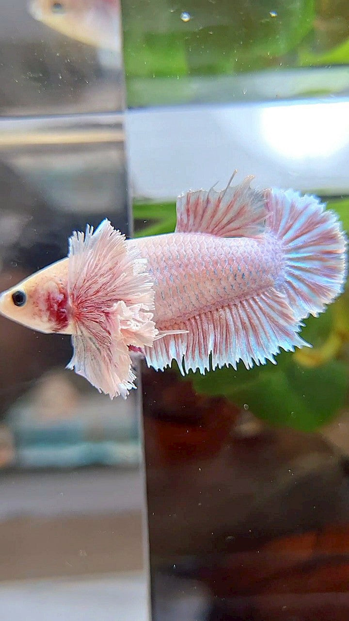 FEMALE KING PLAKAT SUPER DUMBO EAR WHITE PINK BETTA FISH (minus little warts)