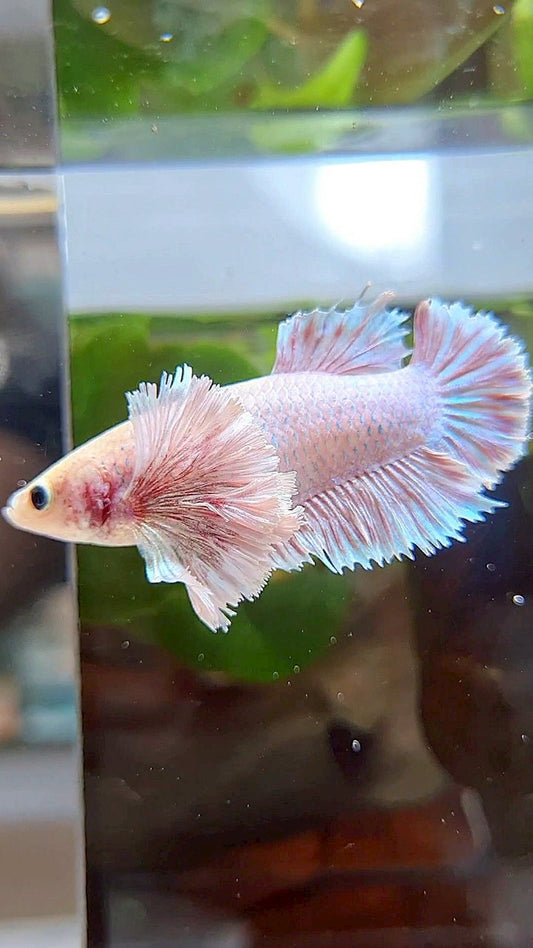 FEMALE KING PLAKAT SUPER DUMBO EAR WHITE PINK BETTA FISH (minus little warts)