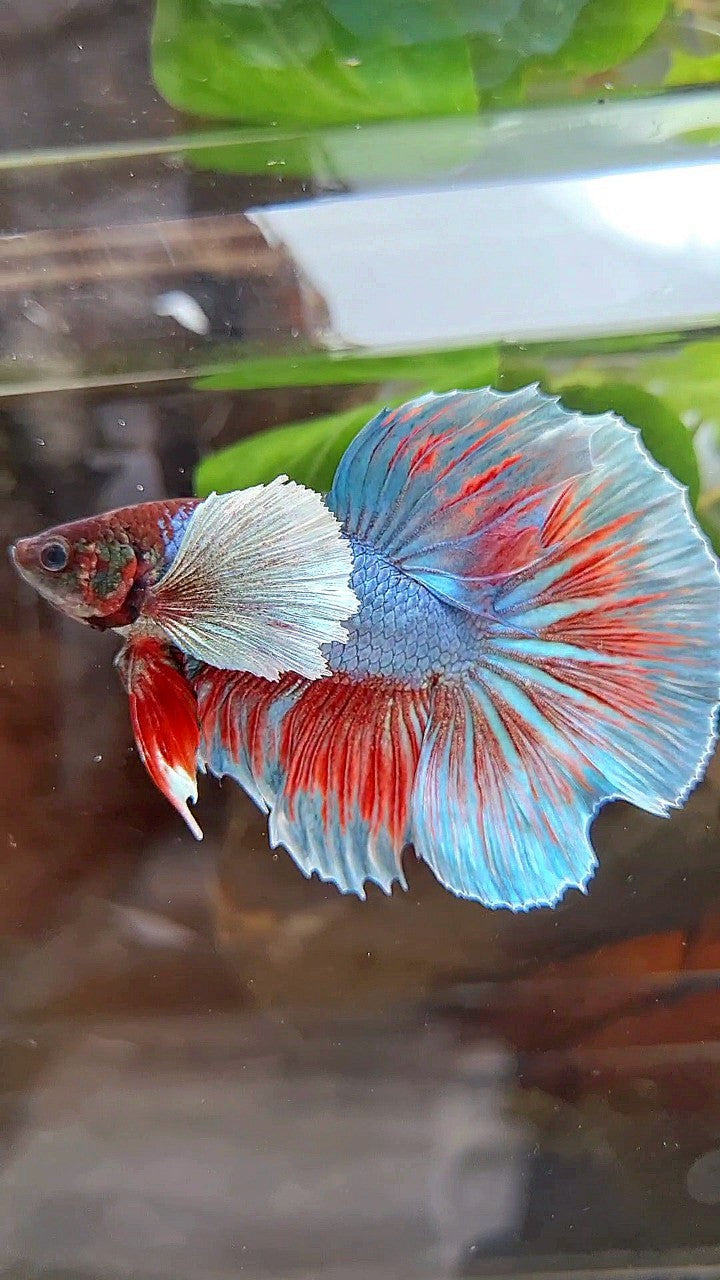 HALFMOON DUMBO EAR BLUE GREEN TURQUOISE BETTA FISH