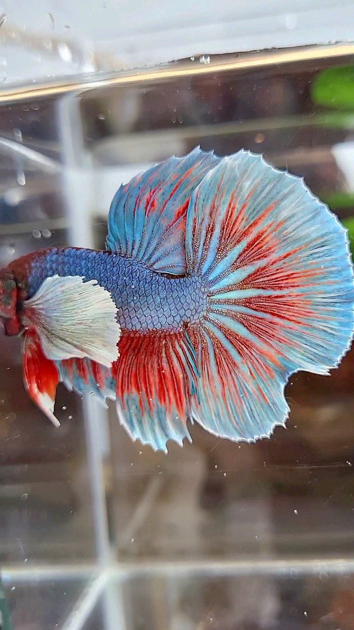 HALFMOON DUMBO EAR BLUE GREEN TURQUOISE BETTA FISH