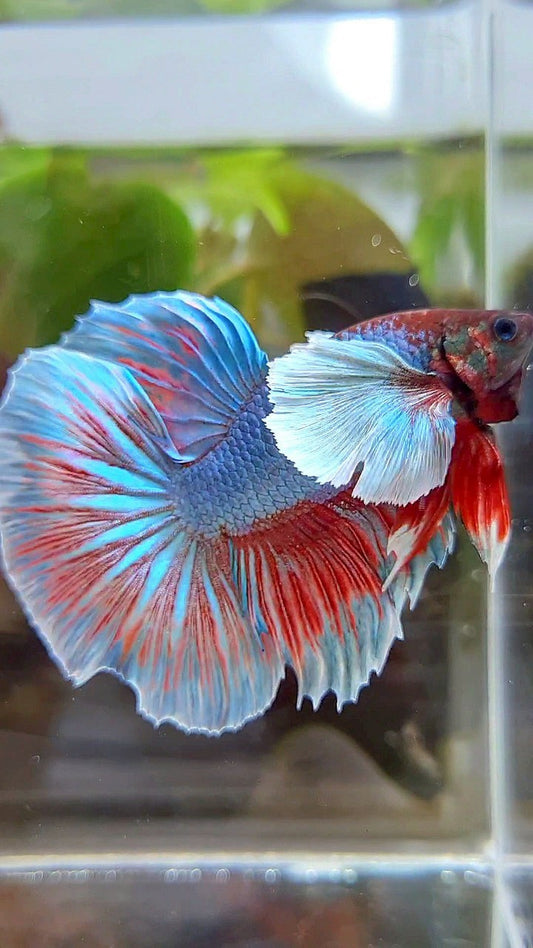 HALFMOON DUMBO EAR BLUE GREEN TURQUOISE BETTA FISH