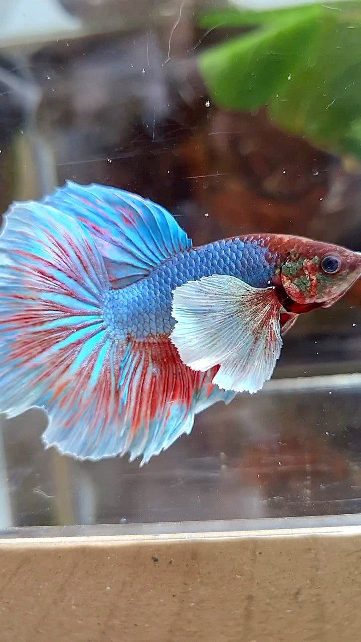 HALFMOON DUMBO EAR BLUE GREEN TURQUOISE BETTA FISH