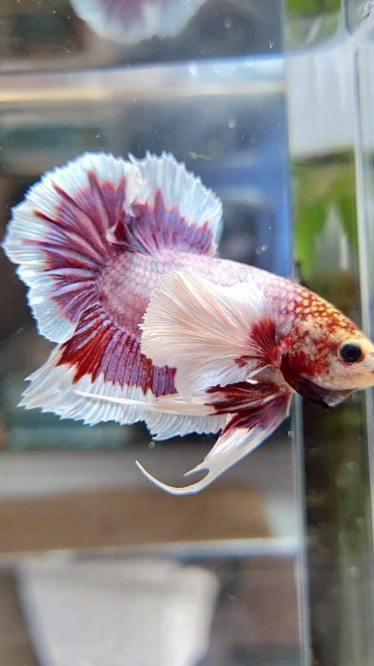 PLAKAT SUPER DUMBO EAR PURPLE BUTTERFLY BETTA FISH