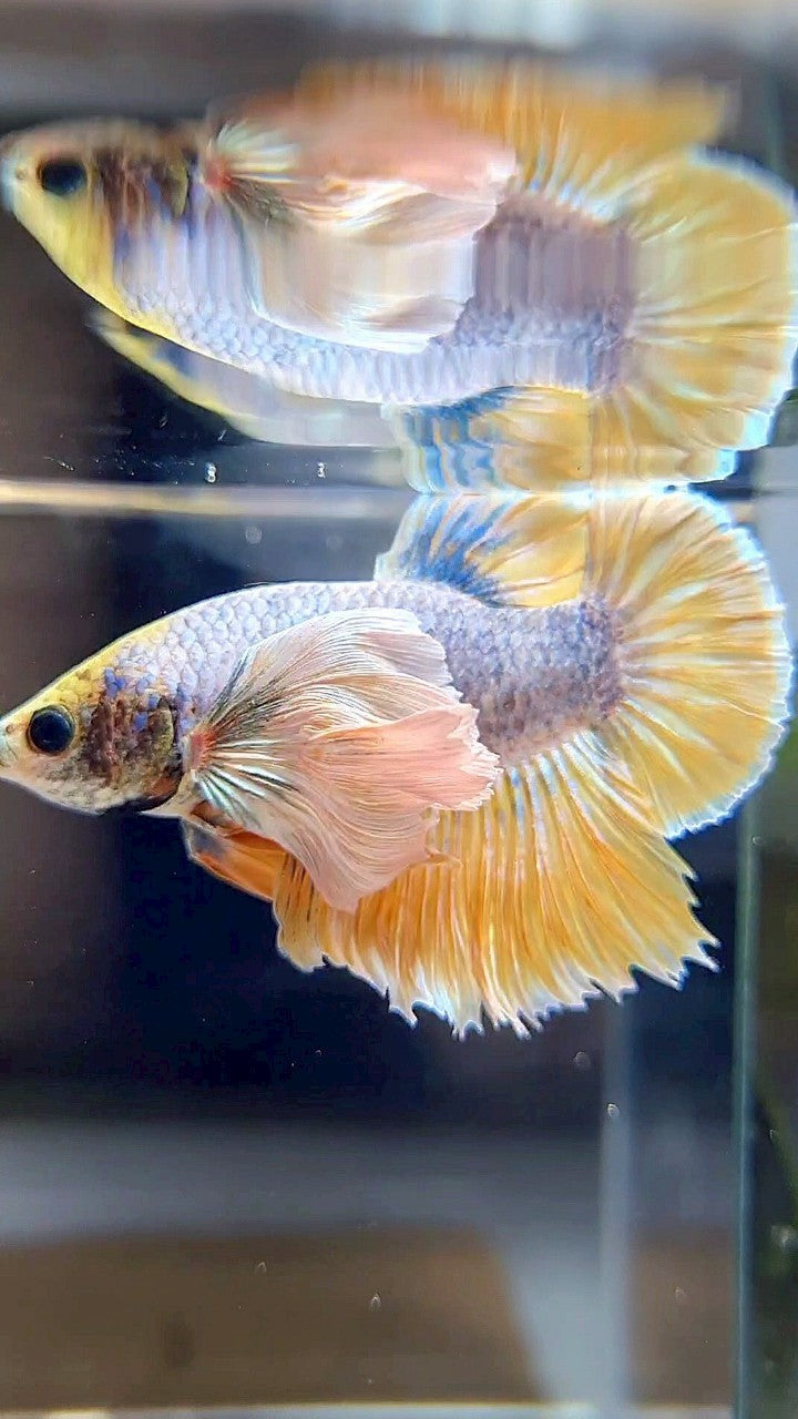 PLAKAT SUPER DUMBO EAR YELLOW BLUE MASCOT BETTA FISH
