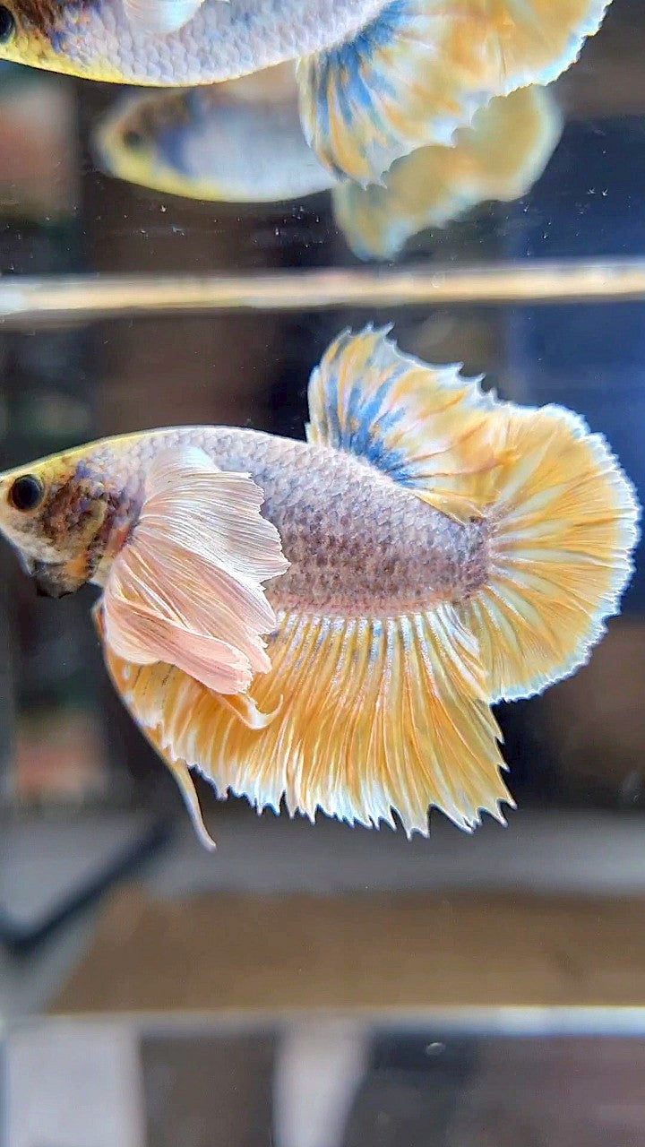 PLAKAT SUPER DUMBO EAR YELLOW BLUE MASCOT BETTA FISH