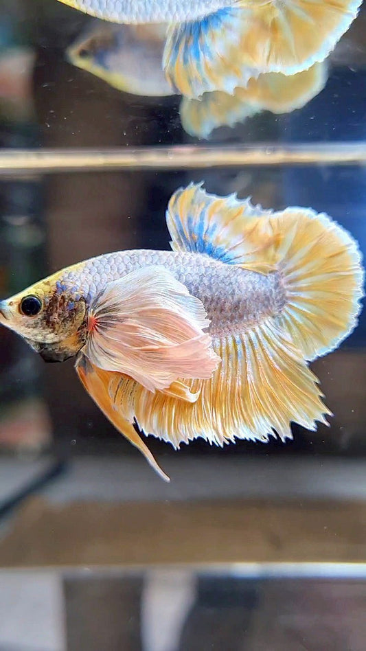 PLAKAT SUPER DUMBO EAR YELLOW BLUE MASCOT BETTA FISH