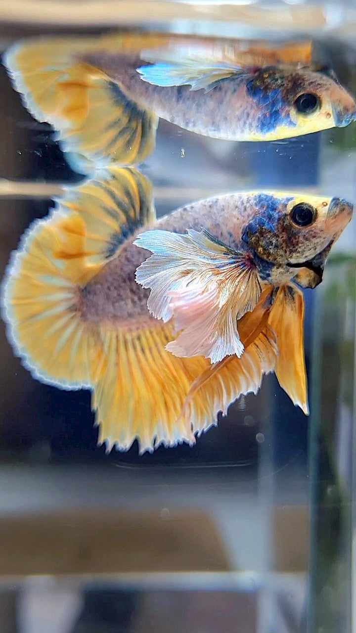 PLAKAT SUPER DUMBO EAR YELLOW BLUE MASCOT BETTA FISH