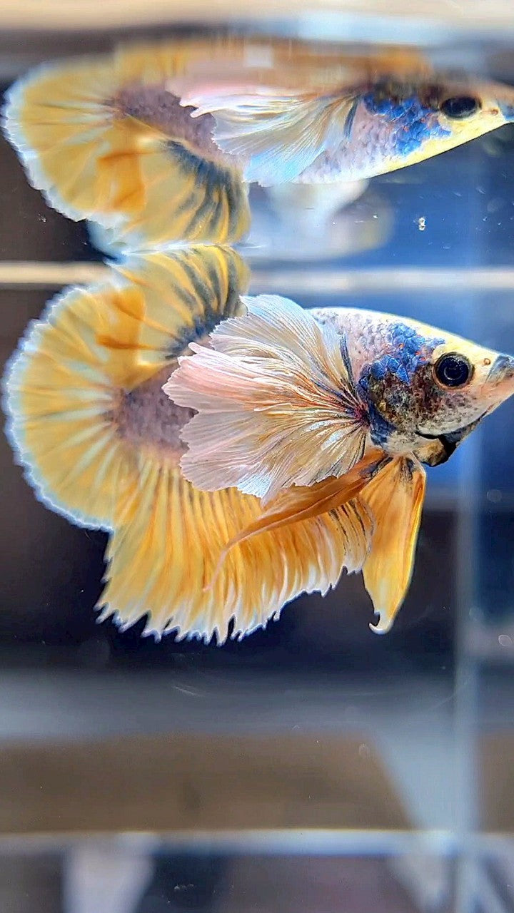 PLAKAT SUPER DUMBO EAR YELLOW BLUE MASCOT BETTA FISH
