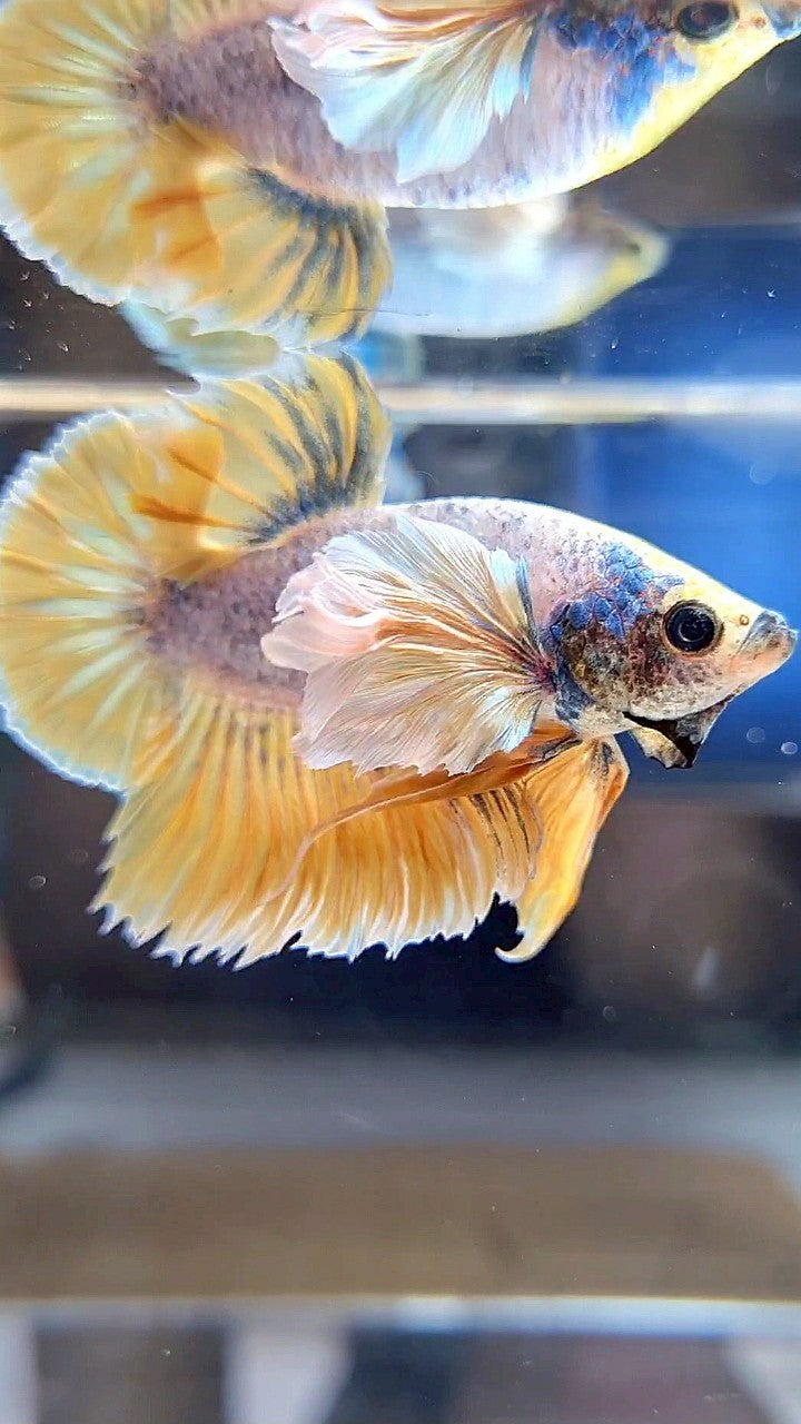 PLAKAT SUPER DUMBO EAR YELLOW BLUE MASCOT BETTA FISH