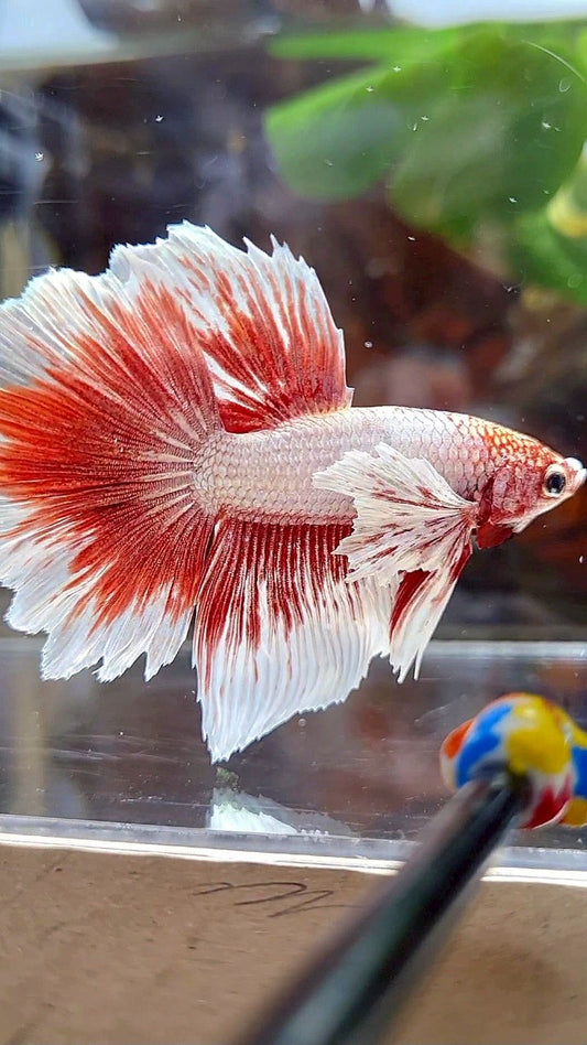 HALFMOON DUMBO EAR WHITE RED BUTTERFLY BETTA FISH