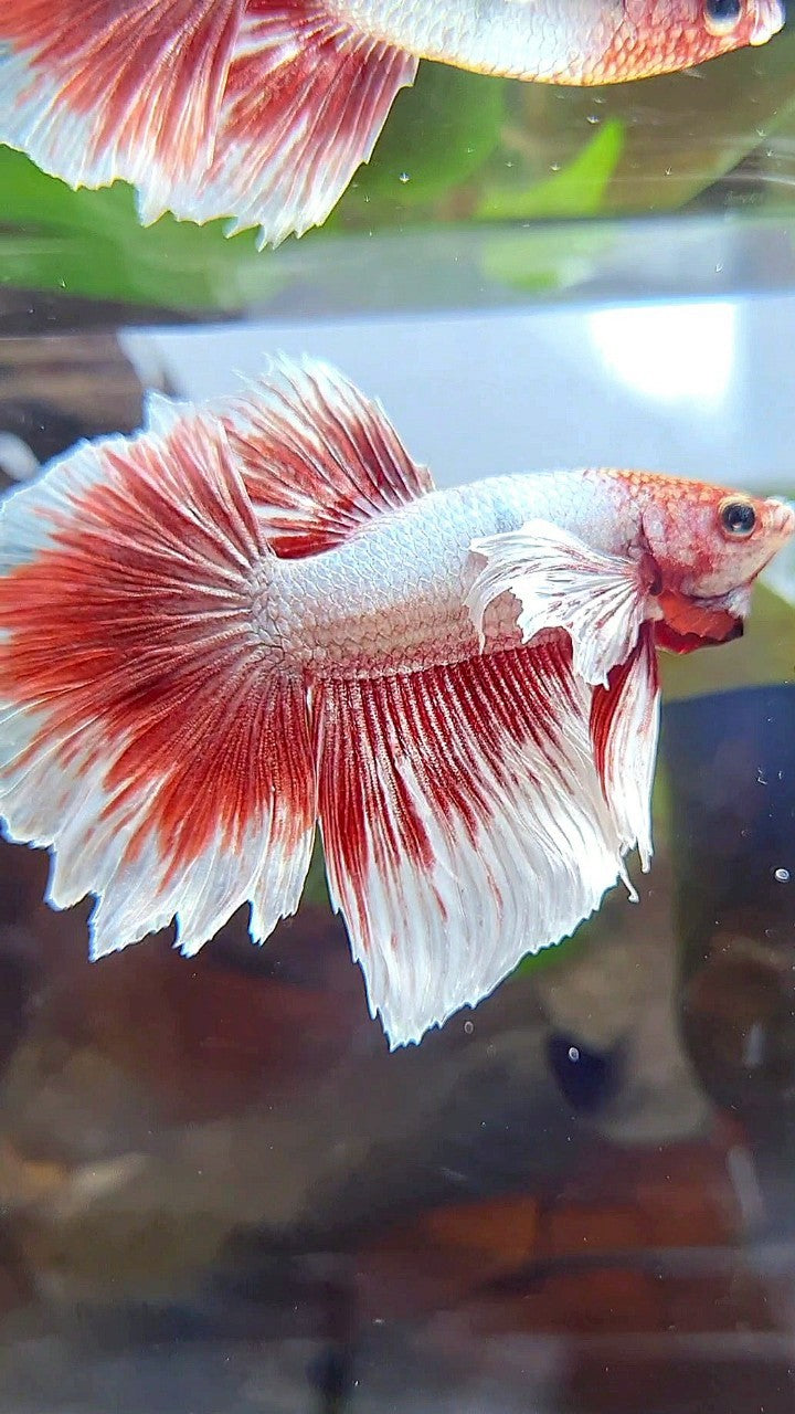 HALFMOON DUMBO EAR WHITE RED BUTTERFLY BETTA FISH