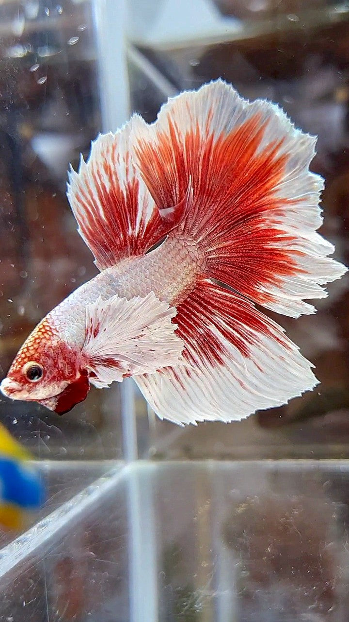 HALFMOON DUMBO EAR WHITE RED BUTTERFLY BETTA FISH
