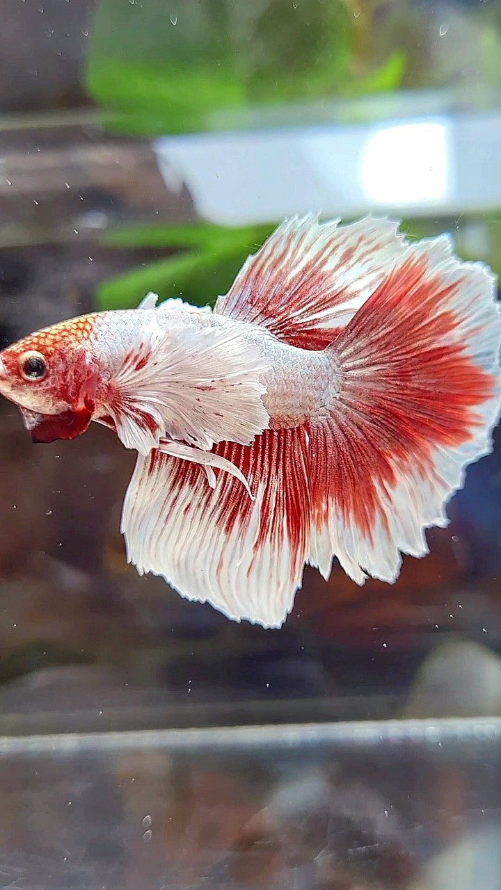 HALFMOON DUMBO EAR WHITE RED BUTTERFLY BETTA FISH