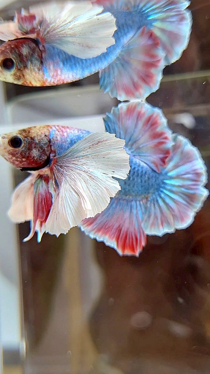 PLAKAT SUPER DUMBO EAR BLUE RED PATTERN BETTA FISH