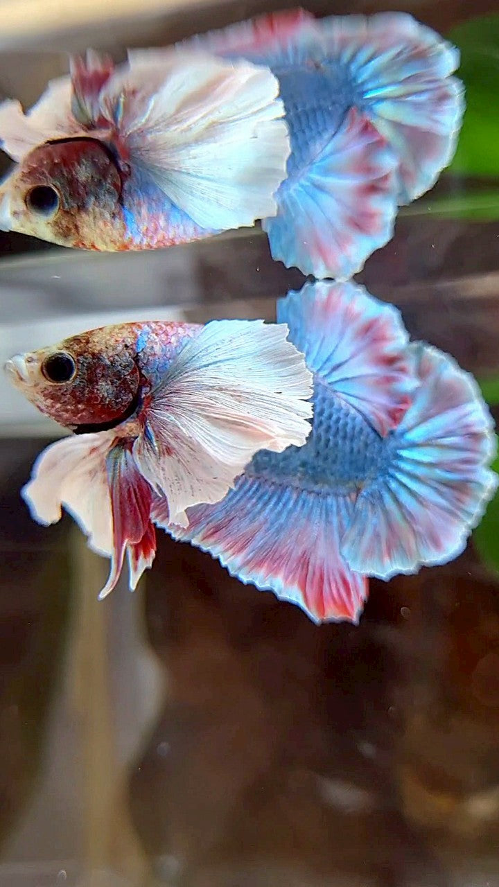 PLAKAT SUPER DUMBO EAR BLUE RED PATTERN BETTA FISH