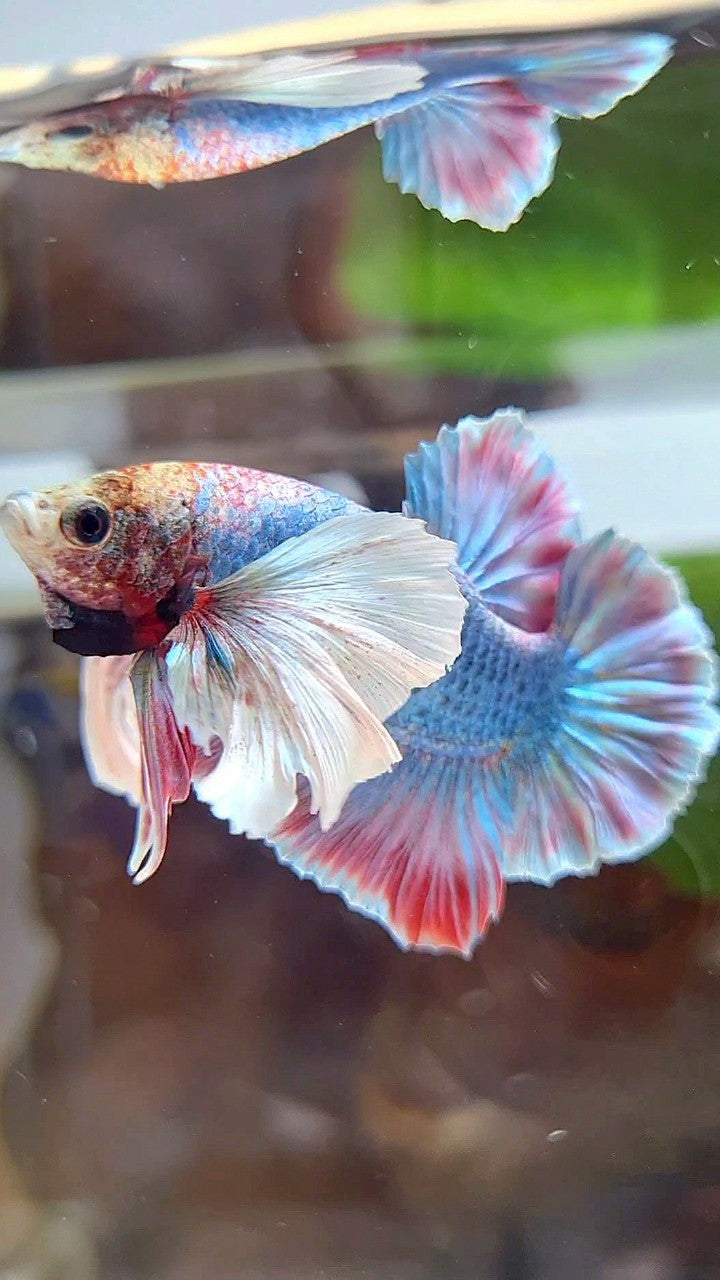 PLAKAT SUPER DUMBO EAR BLUE RED PATTERN BETTA FISH