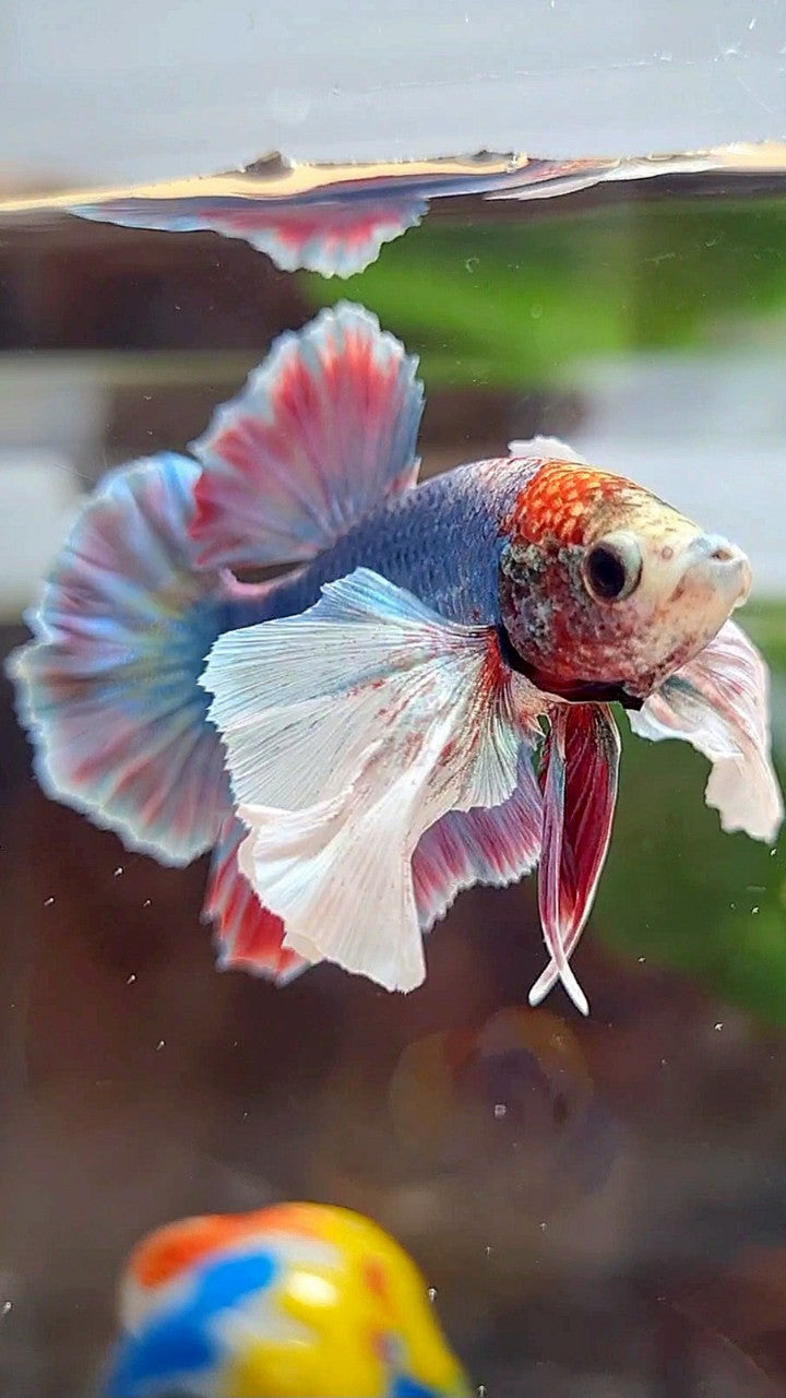 PLAKAT SUPER DUMBO EAR BLUE RED PATTERN BETTA FISH