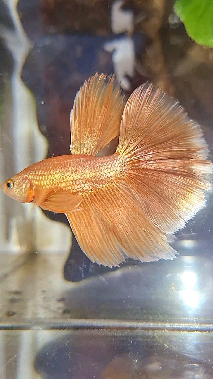 HALFMOON ROSETAIL SUPER GOLD BETTA FISH