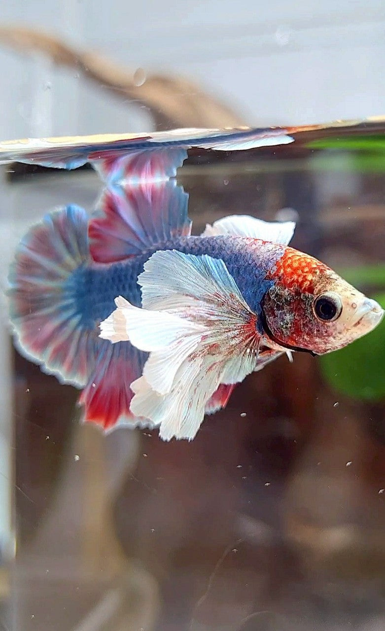 PLAKAT SUPER DUMBO EAR BLUE RED PATTERN BETTA FISH