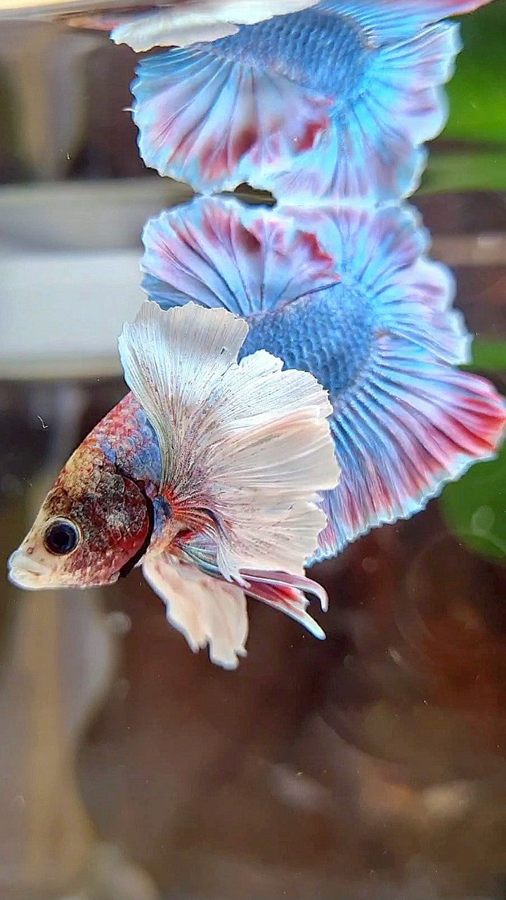 PLAKAT SUPER DUMBO EAR BLUE RED PATTERN BETTA FISH