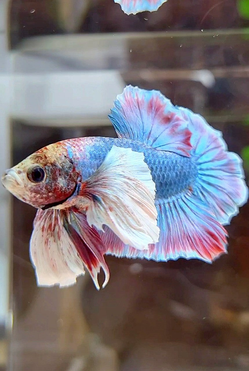 PLAKAT SUPER DUMBO EAR BLUE RED PATTERN BETTA FISH