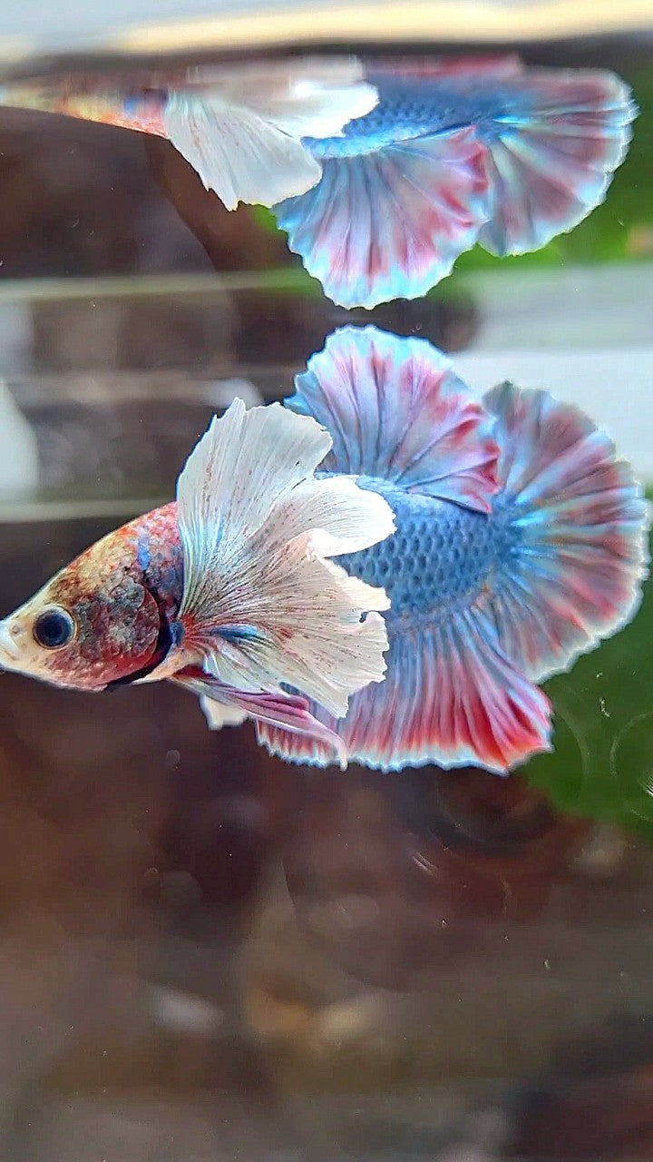 PLAKAT SUPER DUMBO EAR BLUE RED PATTERN BETTA FISH