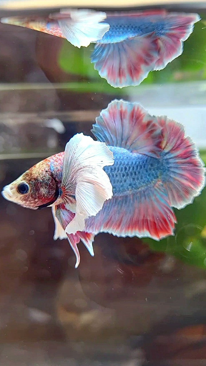 PLAKAT SUPER DUMBO EAR BLUE RED PATTERN BETTA FISH