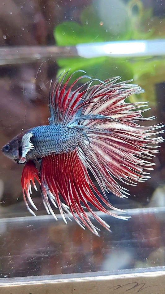 CROWNTAIL DUMBO EAR RED COPPER BETTA FISH